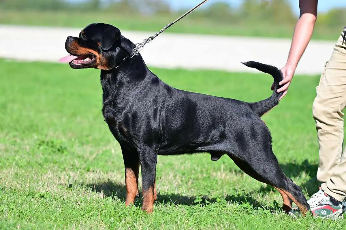 CH Lenox Junior Montagna