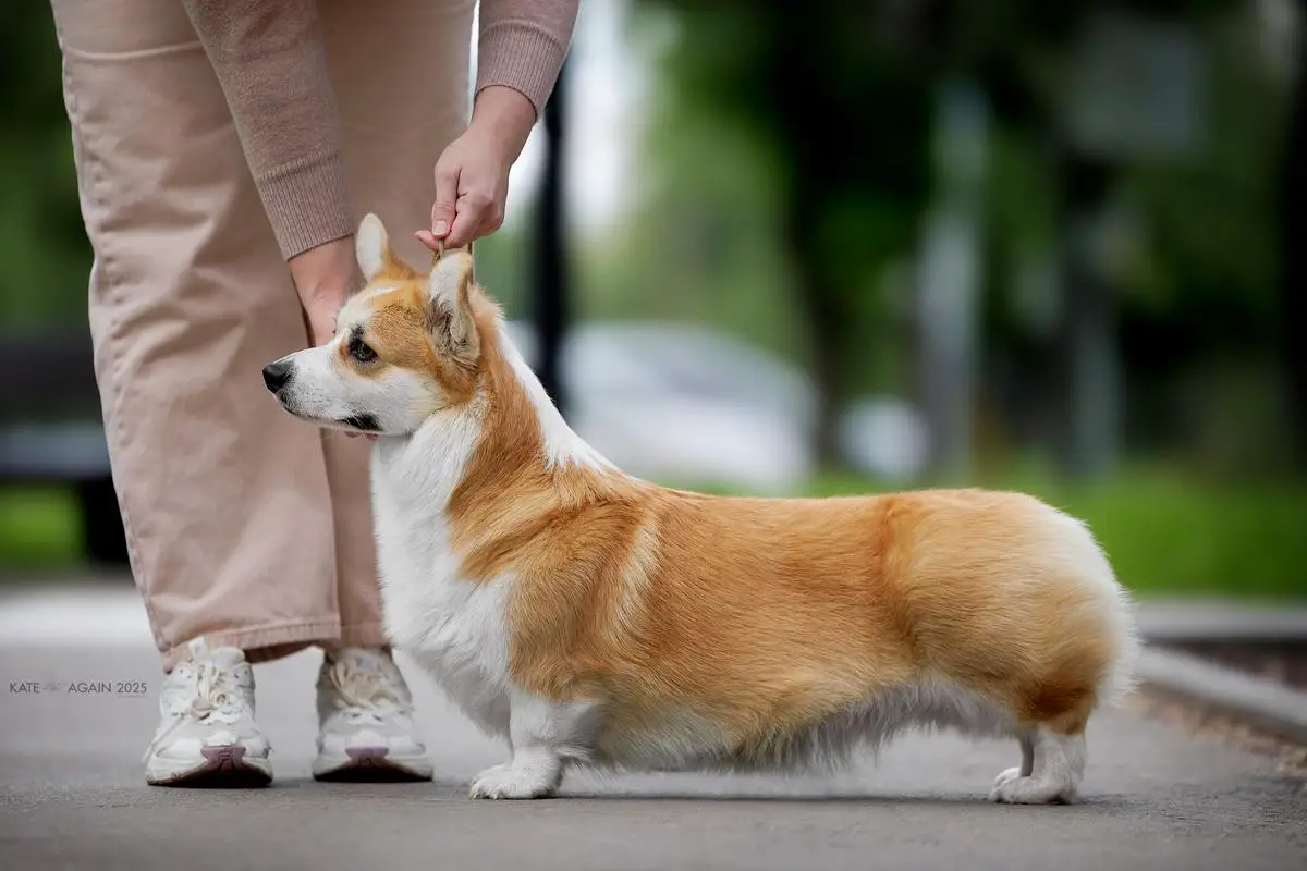 Sindy Crawford iz Doma Vengre