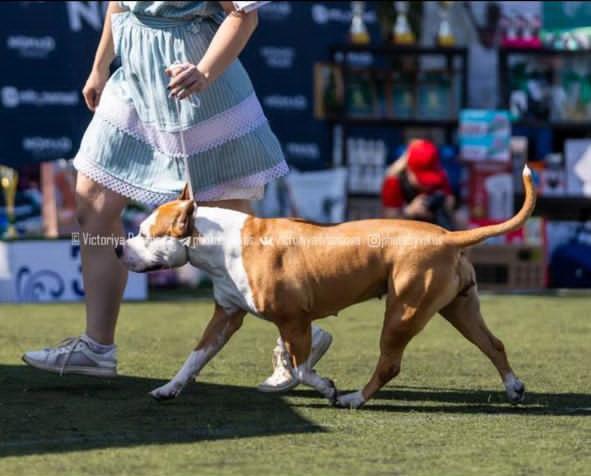 SANNIT DEMIRA KRISTEN DANST