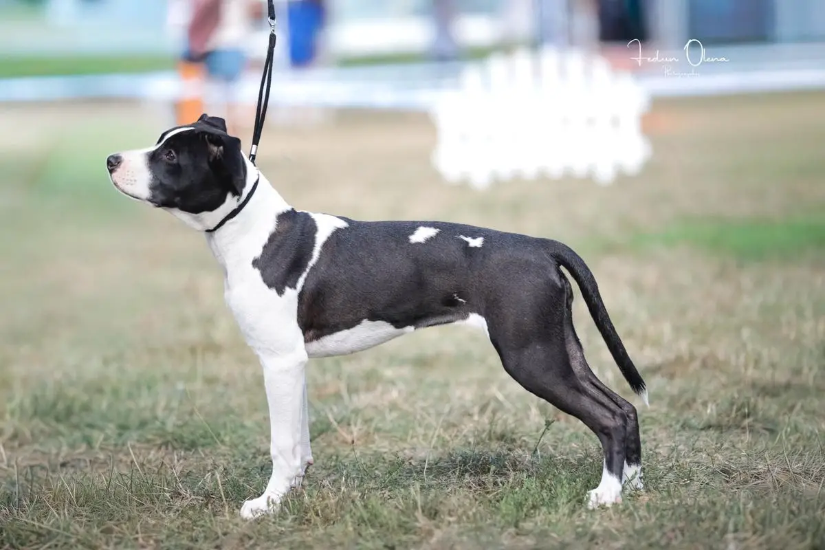 Baby CH/GR CH UA, JCH NMK/KS/MNE Let The Dreams Come True Mega Amstaff