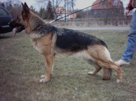 V Pam vom Haus Marthold