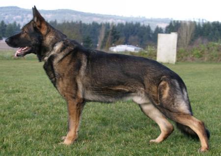 SG King vom dunklen Zwinger