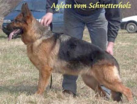 V Ayleen vom Schmetterholz