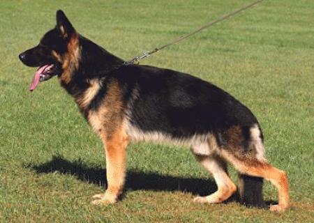 Chicco vom Casselswald