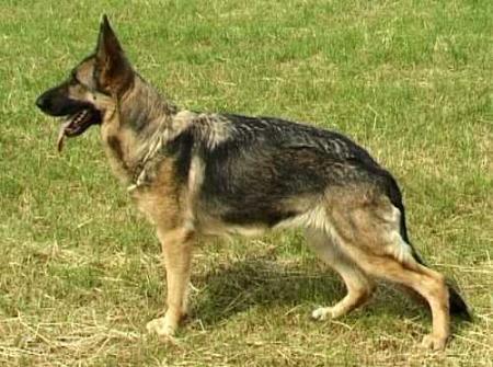 V (LGZ) Isi vom Bräuker Bach