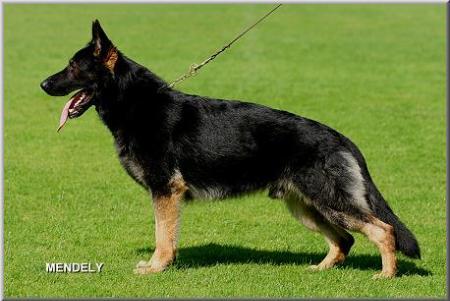 Iko von der Schiffslache