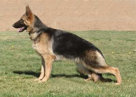 Onara vom Laacher-Haus