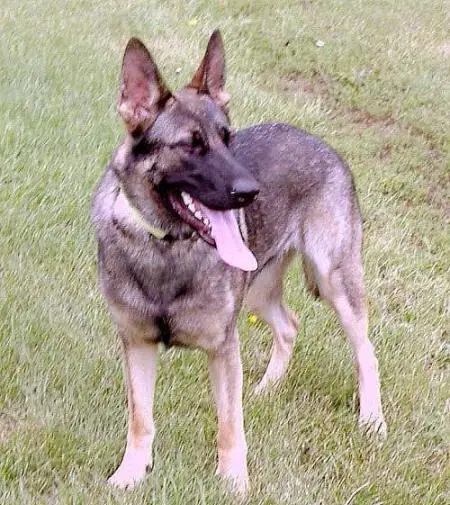 Stretch Vom Leerburg