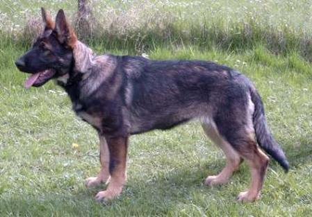 Buffy vom Brucker Land