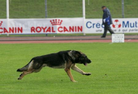 Lux vom Elfenschloß