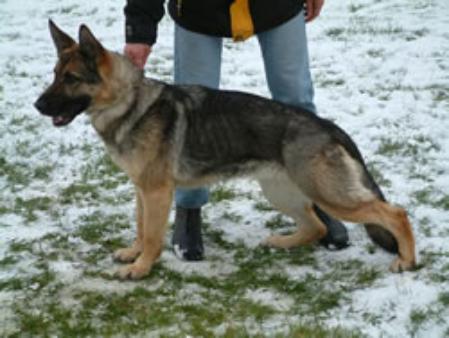 SG Betty vom Rosenbach