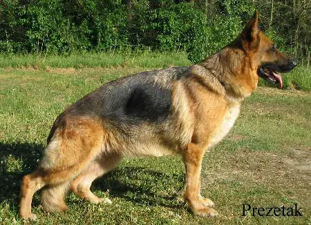 V Ylva von der Bonewie