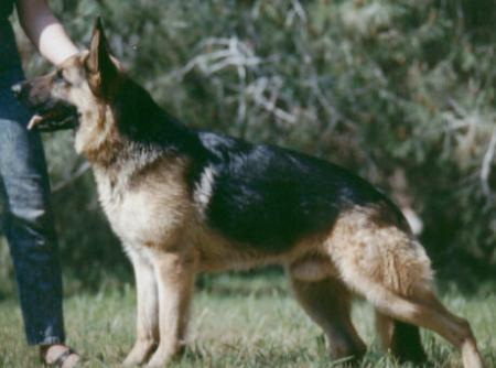 V Richter vom Fleischerheim
