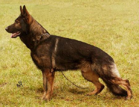 V Yago von der Belferlein