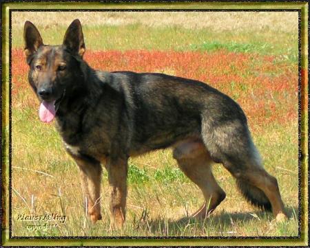 Attack von der Polizei Hessen