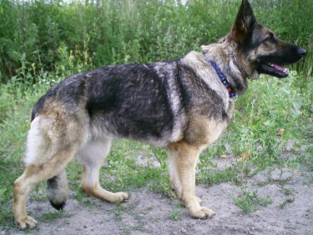 Bessy vom Drei-Deuwels-Haus