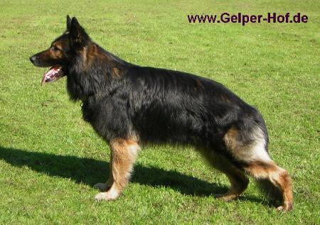 Arik von den großen Dörnen