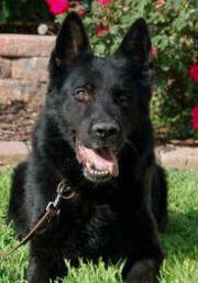 Ken von der Grube Waldecke