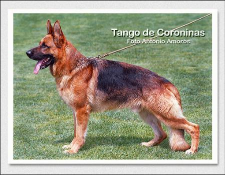 VIZESIEGER 6-9 ESP Tango de Coroninas