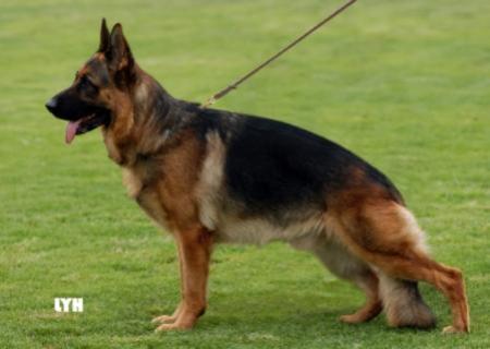 VA7 (CHN) Endrefalva Otello