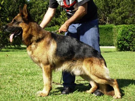 Valentino von Oxsalis