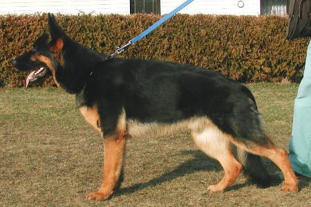 Aaron vom Wackelstein