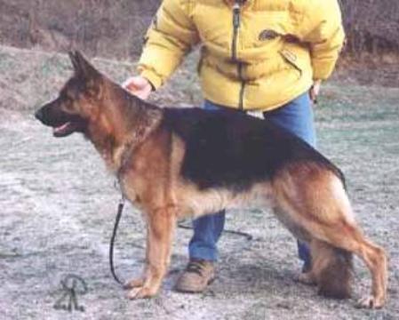 V Moris Topolovnicka