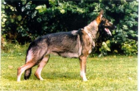 Essy von Alro Hof