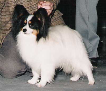 Ch. Scan Ch Kvar My Boy Josandre