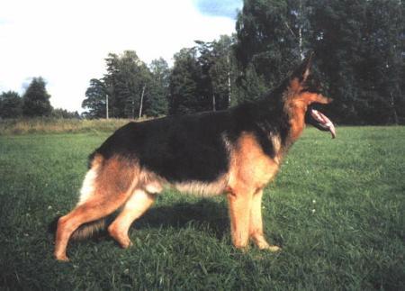 KORAD Silverpilens Tromb