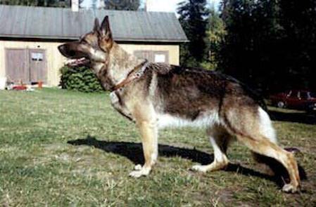 Evergrey's Bellapepita