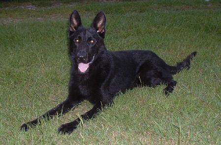 Bronko von den Dämonhunden