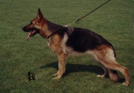 V, CACIB, CAC, ICH Fanta Rumina Moravia