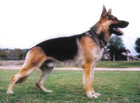 SG Bodie vom Tiefenwald