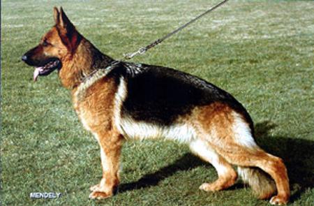 V Bijou vom Mittenhauser Tal