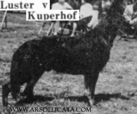 CH (US) Luster von Kuperhof