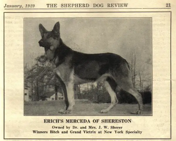 1928 GVX CH (US) Erich's Merceda of Shereston