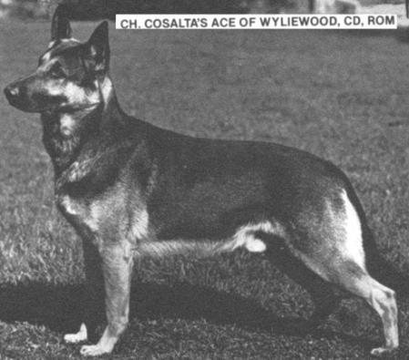 CH Cosalta's Ace of Wyliewood