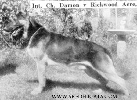 INT CH Damon v Rickwood Acre
