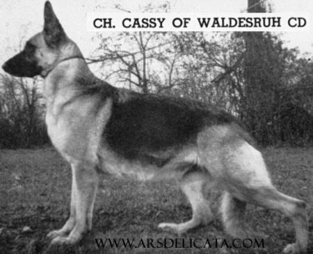 INT CH Cassy of Waldesruh