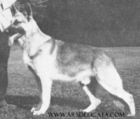 Grafmar's Odin of Rocky Reach