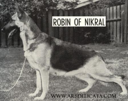 Robin of Nikral