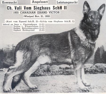 1955 GV ( CAN) CH Vali vom Sieghaus