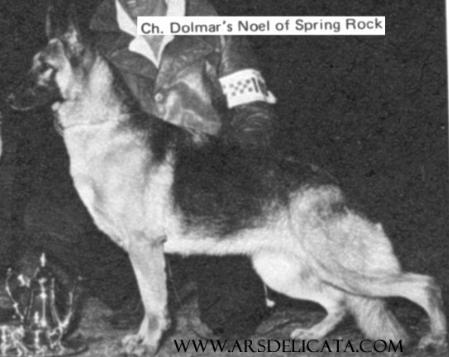 CH (US) Dolmar's Noel of Spring Rock