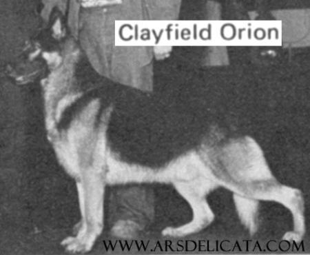 Clayfield Orion