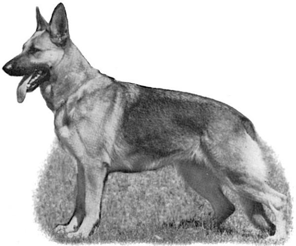 SEL CH (US) Bettina Of Amberwood