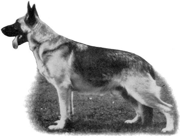 SEL CH (US) Von Nassau's Mark of The Fang