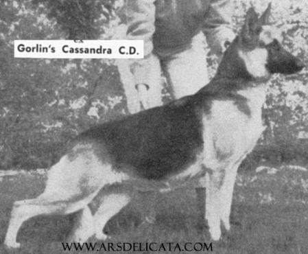 Gorlin's Cassandra