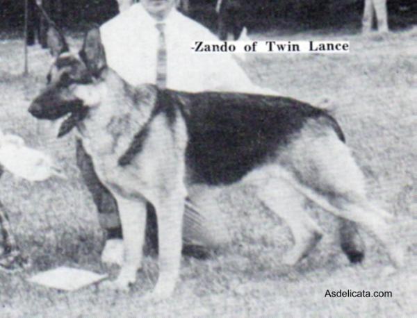 Zando of Twin Lance