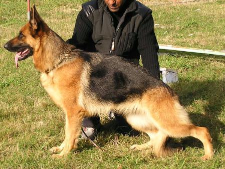 SG49 BSZS JHKL 2004 Uranie De La Vallee Des Mustangs